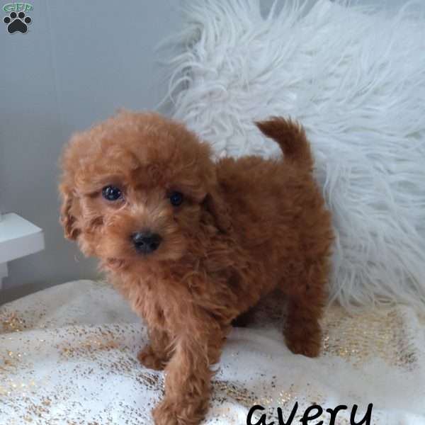 Avery, Cavapoo Puppy